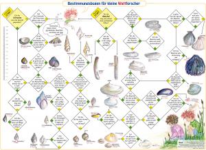 Bestimmungsbogen für kleine Wattforscher